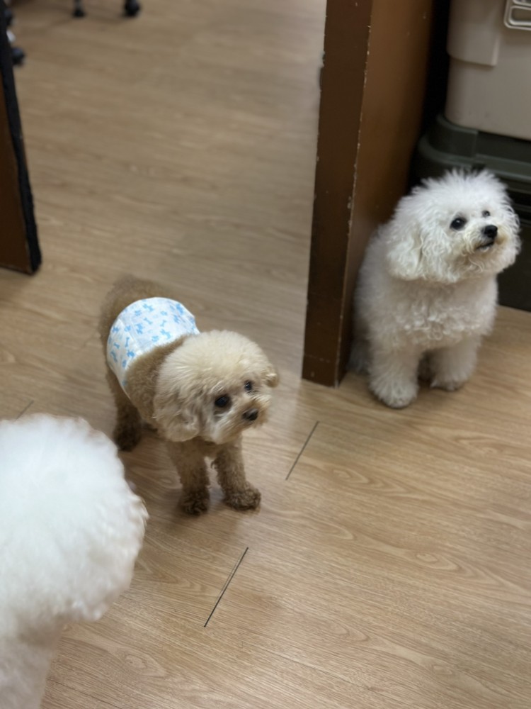寵物美容/ 寵物住宿/接手及獲利